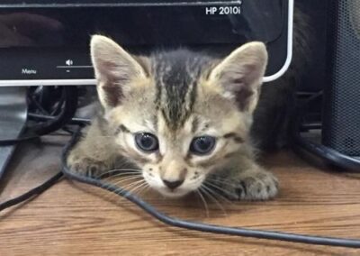 kitten on desk