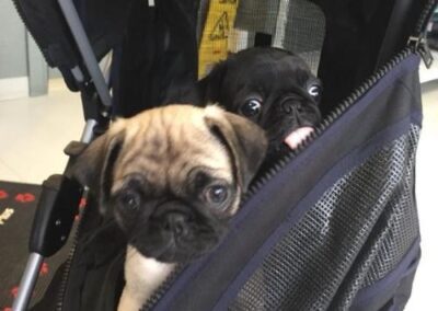 pugs in stroller