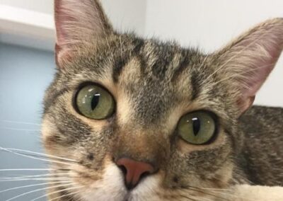 tabby cat close up