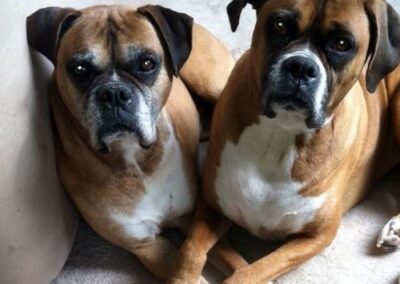 two boxers