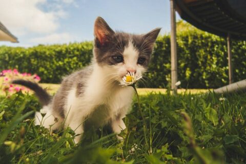 Pet Wellness Exams In Cary, NC | West Cary Animal Hospital